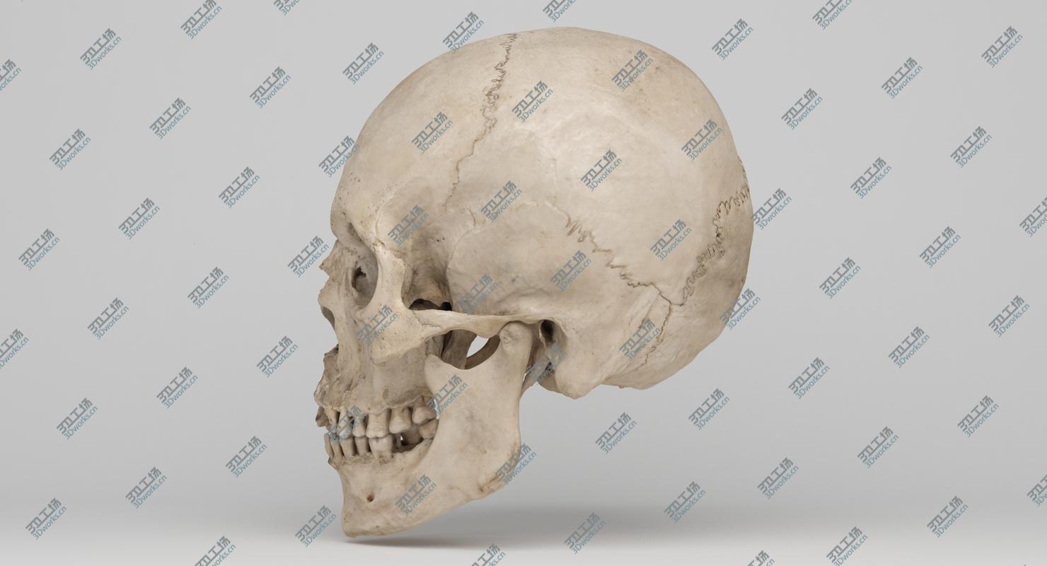 images/goods_img/20210313/Real Human Skull 3D Scan 02/3.jpg